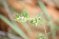 Euphorbia cristata